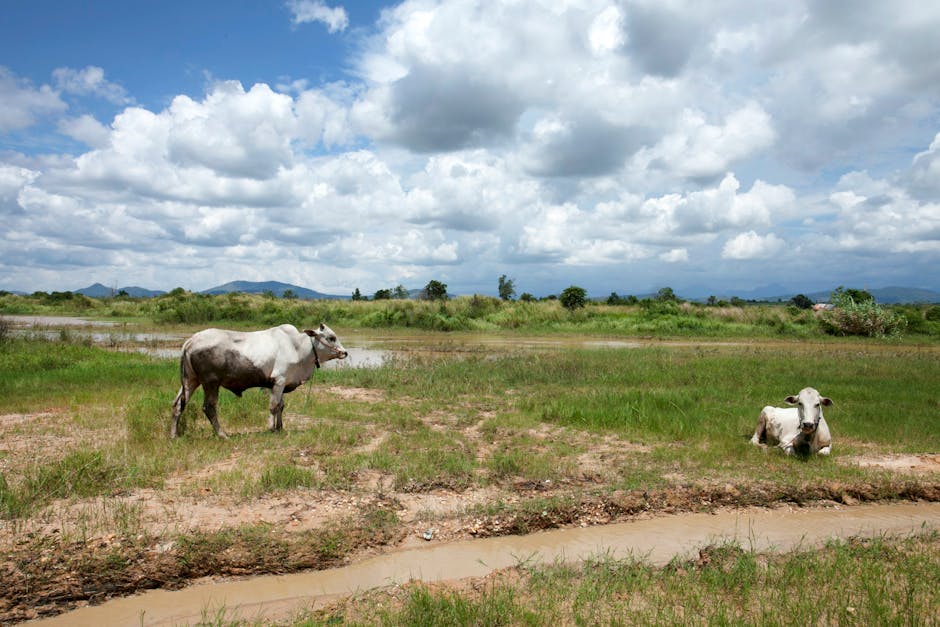 冬蟲夏草的實用知識與娛樂價值
